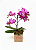 Mini Orquídea Phalaenopsis Pink Com Cachepô - Imagem 1