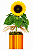 Deslumbrante Girassol Plantado No Cachepô - Imagem 3