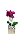 Mini Orquídea Rara Pink No Vaso Espelhado - Imagem 2