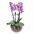 Presente Elegante com Orquídeas - Imagem 3