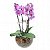 Arranjo de Orquídea PHALAENOPSIS Plantada Lilás - Imagem 1