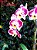 SOFISTICADA ORQUÍDEA EXÓTICA 3 EM 1 - Imagem 2