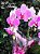 SOFISTICADA ORQUIDEA PINK 3 EM 1 - Imagem 2