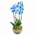 Orquídea Azul em Vaso Grande de Vidro com 4 hastes - Imagem 1