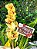 Luxuosa Orquídea Cymbidium com Chocolate "eu Te amo'' - Imagem 4