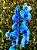 Orquídea Phalaenopsis Azul com Chocolate ''Mãe eu Te amo'' - Imagem 3