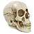 Crânio - Caveira - Imagem 1