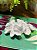 Coral - Resina - Branco - Imagem 2
