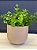 Cachepot em Cimento - 15cm - Imagem 1