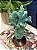 Coral com Base - Resina - Turquesa - Imagem 2