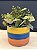 Cachepot em Ceramica - Colorido - 15CM - Imagem 1