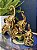 Trio Elefantes - Decorativo - Cerâmica - Dourado - Imagem 2
