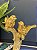 Escultura Pássaros - Decorativo - Resina - Dourado - 18CM - Imagem 4