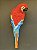 Escultura de Parede - Arara - Decorativa - Resina - Vermelho e Colorido - 34CM - Imagem 1