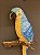 Escultura de Parede - Arara - Decorativa - Resina - Azul e Amarelo - 29CM - Imagem 3