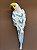 Escultura de Parede - Arara - Decorativa - Resina - Azul e Verde - 33CM - Imagem 1