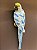 Escultura de Parede - Arara - Decorativa - Resina - Azul e Verde - 33CM - Imagem 2