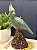 Escultura Cacatua - Decorativa - Cerâmica - Verde e Marrom - Imagem 2