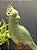 Escultura Cacatua - Decorativa - Cerâmica - Verde e Marrom - Imagem 3