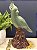Escultura Cacatua - Decorativa - Cerâmica - Verde e Marrom - Imagem 1