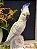 Escultura Cacatua - Decorativa - Resina - Branca e Roxo - Imagem 2