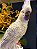 Escultura Cacatua - Decorativa - Resina - Branca e Roxo - Imagem 4