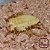 100 Larvas Vivas de Tenebrio Molitor - Imagem 8