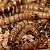 50 Larvas Tenebrio Gigante - Imagem 9