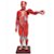 FIGURA MUSCULAR ASSEX. DE 1,70 CM EM 22 PARTES - SD5026/B - Imagem 5