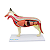 ANATOMIA DO CACHORRO EM 10 PARTES - SD9400 - SDORF - Imagem 1