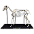 ESQUELETO NATURAL ARTICULADO DE EQUINO  - SD7400 - SDORF - Imagem 1