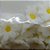 Confeito de Açúcar p/ Acabamento - Flor Margarida Branco/Amarelo - Tamanho P - 1 unidade - 20 Peças - Rizzo - Imagem 2