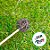 Palito para Aromatizador - Rattan Preto - 24cm - 1 unidade - Rizzo - Imagem 2
