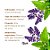 Essência Para Vela de Areia - Lavanda Pachouli - 10ml - 1 unidade - Vya - Rizzo - Imagem 2