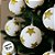 Bolas de Natal - Estrelas Douradas - 8x8x8cm - 6 unidades - Cromus - Rizzo - Imagem 3