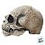 Máscara de Halloween - Crânio Envelhecido - 17x15x22cm - 1 unidade - Cromus - Rizzo - Imagem 4