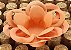 Forminha para Doces Floral Loá Colorset Coral - 40 unidades - Decorart - Imagem 1