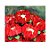 Forminha para Doces Finos - Rosa Maior Vermelha 40 unidades - Decora Doces - Rizzo - Imagem 2
