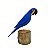 Arara Azul no Tronco - João Carlos - MG - Imagem 1