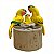 Casal de Arara Amarelinha com Filhote - Olinda - MS - Imagem 1