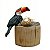 Tucano com Ovos - Olinda - MS - Imagem 1