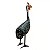 Galinha D'Angola PP - Jair - MG - Imagem 1