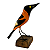 Corrupião Laranja na Base M - Joalisson - PB - Imagem 1