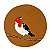 Quadrinho Galo de Campina - Willian - AL - Imagem 1