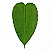 Folha em Látex M Abiu Verde - Kazumbá - AC - Imagem 1