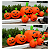 Enfeite Inflável Abóboras Divertidas Halloween 2,55x89cm - Imagem 4