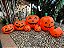 Enfeite Inflável Abóboras Divertidas Halloween 2,55x89cm - Imagem 7