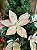 Galho Decorativo Poinsetia Off White Borda de Corda Natal 1UN - Imagem 6