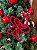 Galho Decorativo Poinsetia Tricot Vermelho C/ Guizo Natal 1Un - Imagem 8