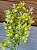 Flor Artificial Decorativa Carinho de Mãe Amarela 35cm 1Un - Imagem 4